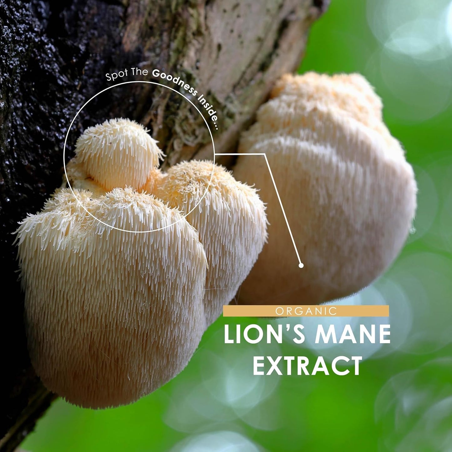 Organic Lions Mane Supplement 28,000Mg 